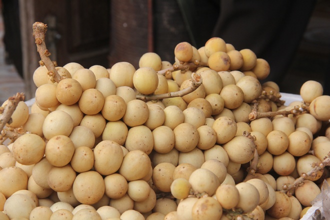 Mùa[-]thu[-]hoạch[-]bòn[-]bon[-]"tiến[-]vua"